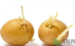 土豆發(fā)芽了還能吃嗎？發(fā)芽的土豆吃了會怎么樣？