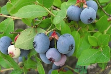 藍莓怎么洗？藍莓可以怎么吃？