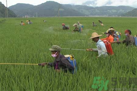 怎么洗掉水果上的農(nóng)藥？農(nóng)藥殘留的危害有哪些？