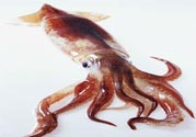 魷魚怎么處理？干魷魚怎么泡發(fā)？