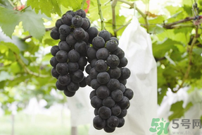 夏黑葡萄孕婦能吃嗎？孕婦吃夏黑葡萄的好處及禁忌