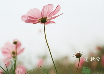秋分吃什么？秋分吃什么水果？