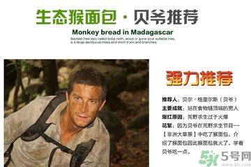面包果怎么吃？面包果的功效