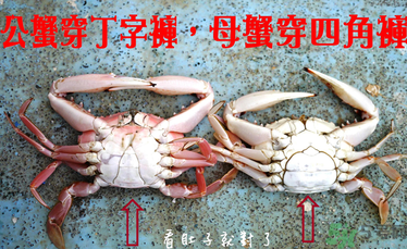 九月份吃公蟹還是母蟹？公蟹和母蟹哪個(gè)更好吃？