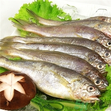 小黃魚(yú)怎么清洗?小黃魚(yú)怎么處理?
