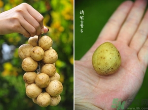 吃龍功果會(huì)上火嗎？龍功果的功效