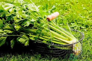 芹菜汁能去斑嗎？芹菜汁可以做面膜嗎？