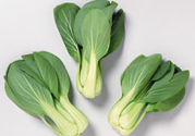 九月份吃什么蔬菜？適合九月份吃的蔬菜推薦