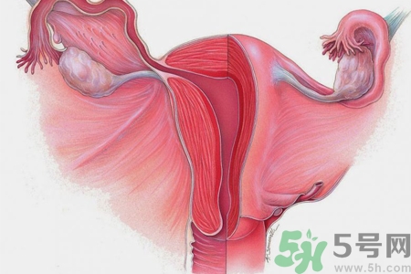 子宮移位的原因是什么？子宮移位的癥狀有哪些？