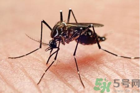 寨卡病毒的表現(xiàn)是什么？寨卡病毒的癥狀有哪些？