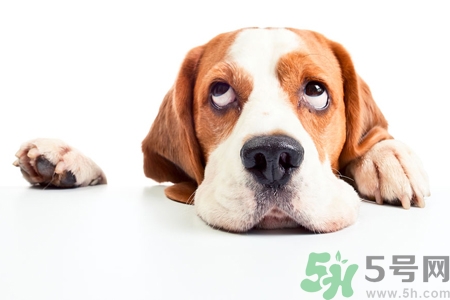 被狗咬出血怎么辦？被狗咬了沒(méi)出血怎么辦？