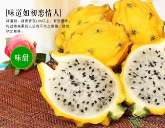 黃龍果多少錢一斤？黃龍果的功效作用