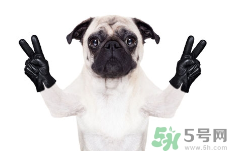狗狗吃什么最好？狗狗不能吃的食物有哪些？