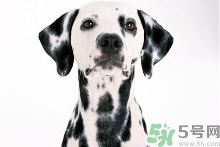 狗狗怎么訓(xùn)練？狗狗怎么喂養(yǎng)？