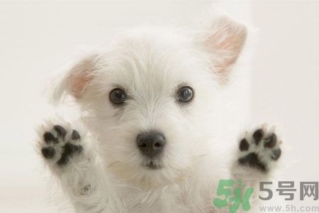 狗狗咳嗽怎么回事？狗狗咳嗽怎么辦？
