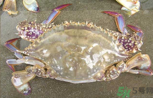 河蟹死了還能吃嗎？河蟹死了多久還能吃？