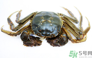 河蟹死了還能吃嗎？河蟹死了多久還能吃？