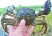 盤錦河蟹什么時候最好？盤錦河蟹什么時候最肥？