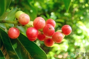 五月茶的功效 五月茶怎么吃？