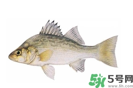 秋季適合吃什么魚？秋季吃魚的好處？