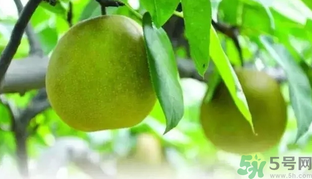 吃梨子喝水會(huì)拉肚子嗎？吃完梨子能喝水嗎？