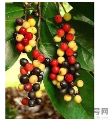 五月茶的功效 五月茶怎么吃？