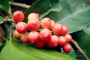 五月茶的功效 五月茶怎么吃？