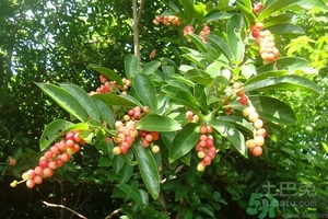 五月茶的功效 五月茶怎么吃？
