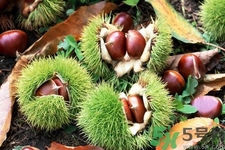 吃栗子會(huì)上火嗎？吃栗子會(huì)便秘嗎？