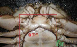 梭子蟹怎么挑選？梭子蟹挑選圖解