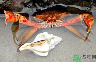 河蟹死了一天能吃嗎？河蟹死了多久不能吃？