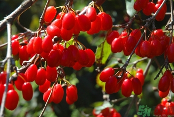 茱萸是什么？重陽(yáng)節(jié)為什么要插茱萸？
