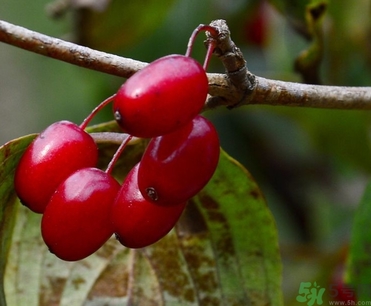 茱萸是什么？重陽(yáng)節(jié)為什么要插茱萸？