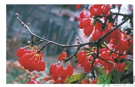 茱萸是什么？重陽(yáng)節(jié)為什么要插茱萸？