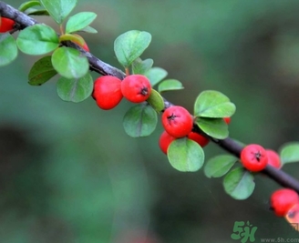 茱萸是什么？重陽(yáng)節(jié)為什么要插茱萸？
