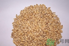 麥芽可退奶還是發(fā)奶？麥芽的功效與作用