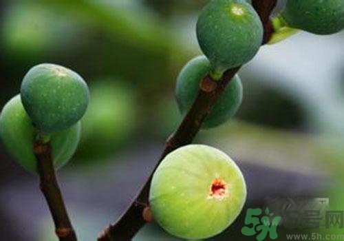 吃無花果會過敏嗎？吃無花果干會過敏嗎？