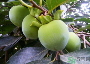 青柿子怎么吃？青柿子能吃嗎？