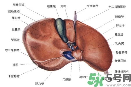 男性護肝的方法有哪些？養(yǎng)肝護肝必吃3大營養(yǎng)素