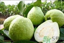 芭樂(lè)怎么吃？芭樂(lè)的營(yíng)養(yǎng)價(jià)值與功效