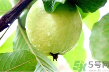 芭樂(lè)怎么吃？芭樂(lè)的營(yíng)養(yǎng)價(jià)值與功效