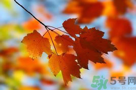 秋季上火怎么辦？秋天上火吃什么好？