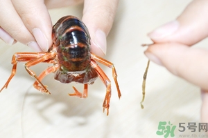 活蝦怎么處理干凈蝦線？活蝦怎么去蝦線？