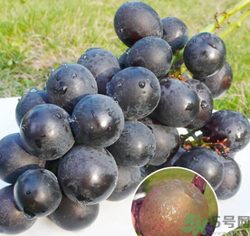 巨峰葡萄怎么保存？巨峰葡萄可以放多久？