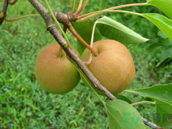 孕婦能吃南國(guó)梨嗎？南國(guó)梨孕婦可以吃嗎？
