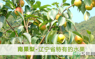 孕婦能吃南國(guó)梨嗎？南國(guó)梨孕婦可以吃嗎？