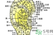 每天揉耳朵有什么好處？?揉耳朵的正確方法是什么？
