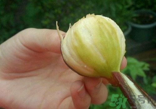 吃無(wú)花果要?jiǎng)兤?？吃無(wú)花果皮有什么好處？