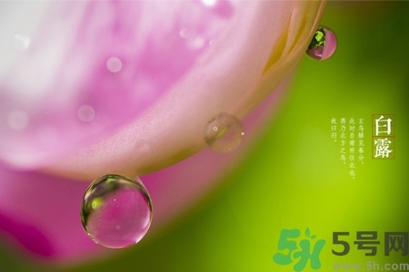 白露節(jié)吃什么？白露節(jié)的傳統(tǒng)美食有哪些？