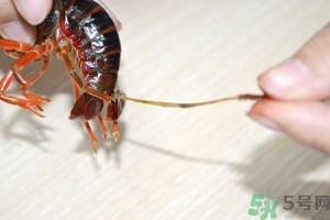 活蝦怎么處理干凈蝦線？活蝦怎么去蝦線？